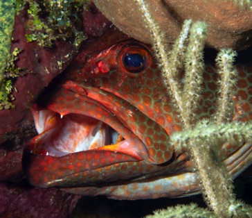 Tiger Grouper 
